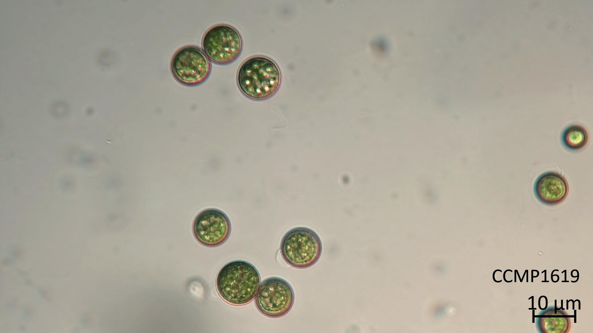 CCMP1619 | NCMA at Bigelow Laboratory